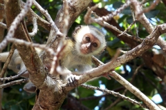 Diani Beach | Kenia | Indischer Ozean |