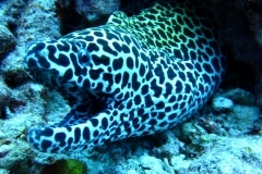 Makadi Bay | Hurghada | Ägypten | Rotes Meer |