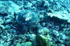 Makadi Bay | Hurghada | Ägypten | Rotes Meer |