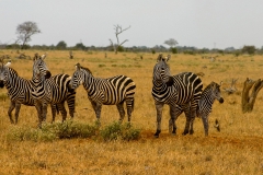 Tsavo Ost | Kenia |  Naturschutzgebiet |