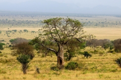 Tsavo Ost | Kenia |  Naturschutzgebiet |