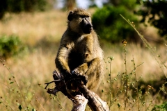 Tsavo Ost | Kenia |  Naturschutzgebiet |