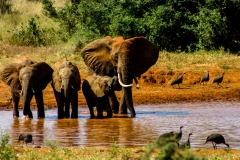 Tsavo Ost | Kenia |  Naturschutzgebiet |