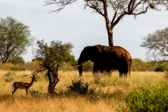 Tsavo Ost | Kenia |  Naturschutzgebiet |