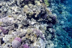 Makadi Bay | Hurghada | Ägypten | Rotes Meer |