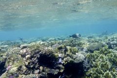 Makadi Bay | Hurghada | Ägypten | Rotes Meer |