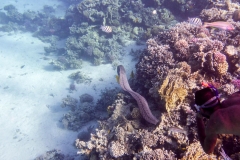 Makadi Bay | Hurghada | Ägypten | Rotes Meer |