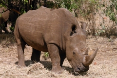 Masai Mara | Kenia |  Naturschutzgebiet |