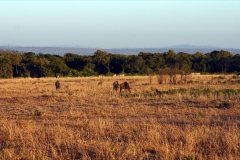 Masai Mara | Kenia |  Naturschutzgebiet |