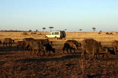 Masai Mara | Kenia |  Naturschutzgebiet |