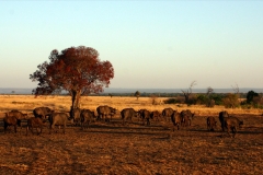 Masai Mara | Kenia |  Naturschutzgebiet |