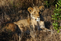 Masai Mara | Kenia |  Naturschutzgebiet |
