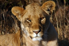 Masai Mara | Kenia |  Naturschutzgebiet |