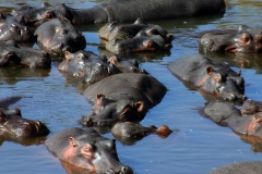 Fairmont Mara Safari Club | Masai Mara | Kenia |