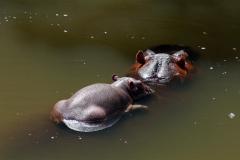 Fairmont Mara Safari Club | Masai Mara | Kenia |