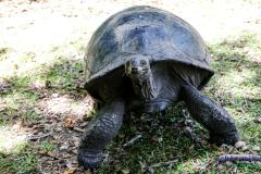 Riesenschildkröten | Seychellen