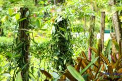 Vanille Plantage | Seychellen
