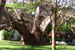 Diani Beach | Kenia | Indischer Ozean |