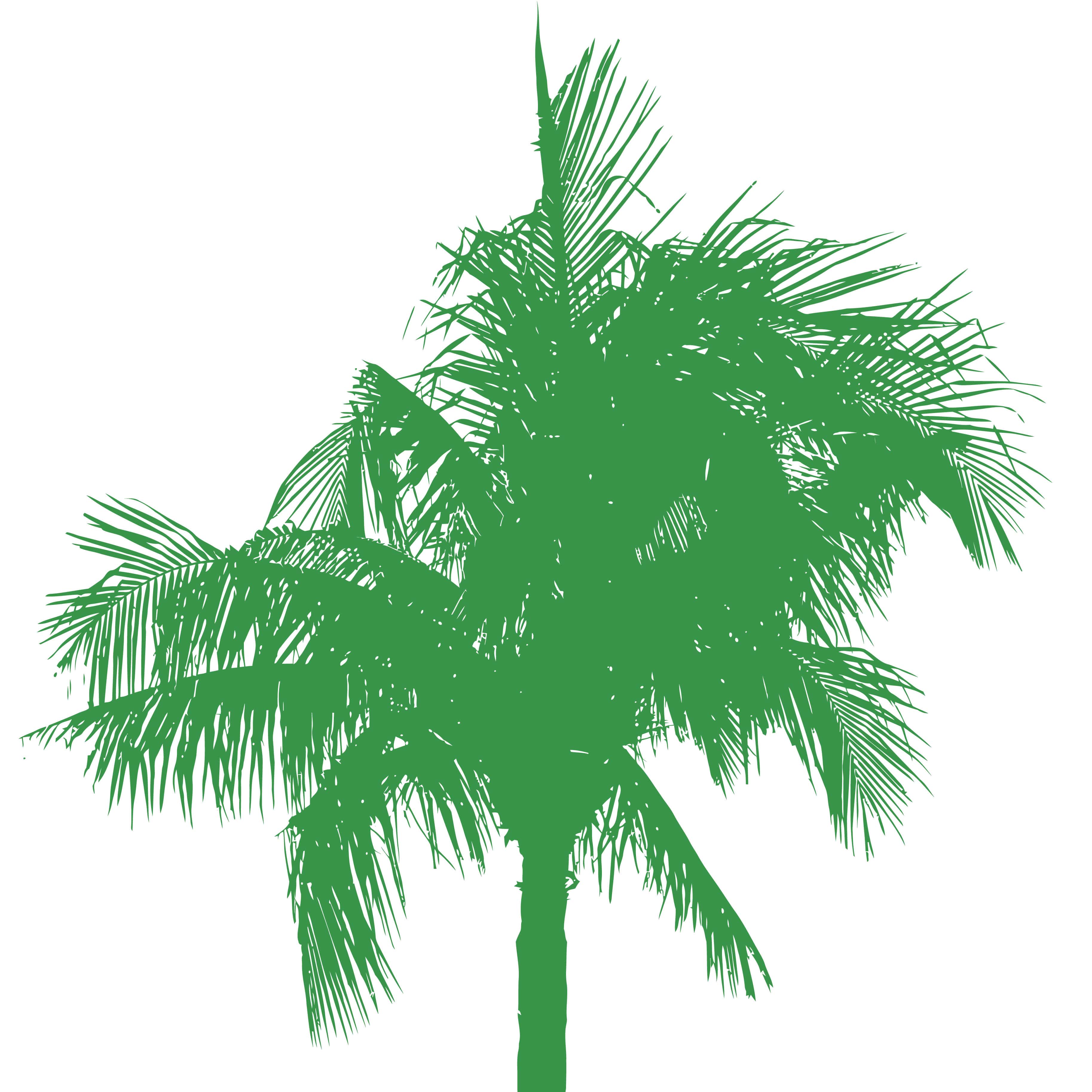 Palme-freigestell_grün